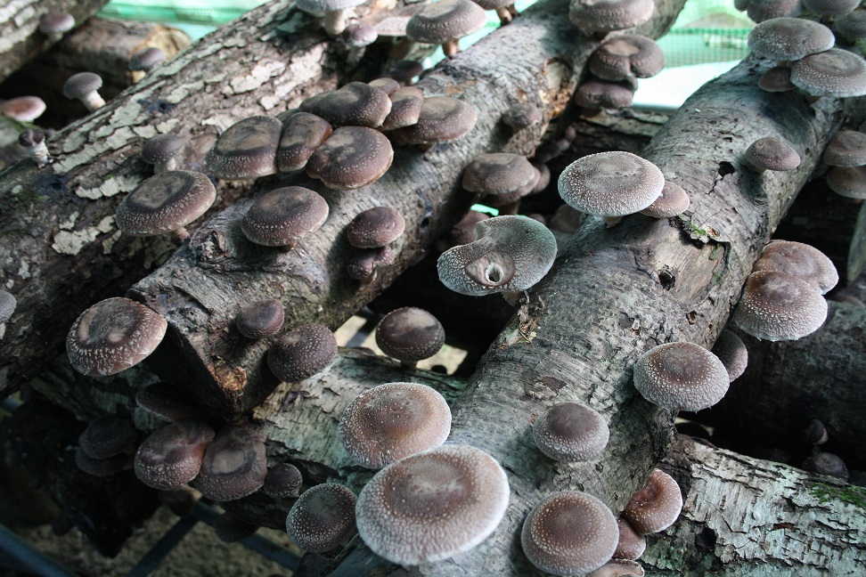 Funded Mushroom Cultivation Course for Horticultural Enterprise – 26th & 27th March