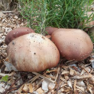 Wine Cap Mushroom Spawn - Bulk Orders