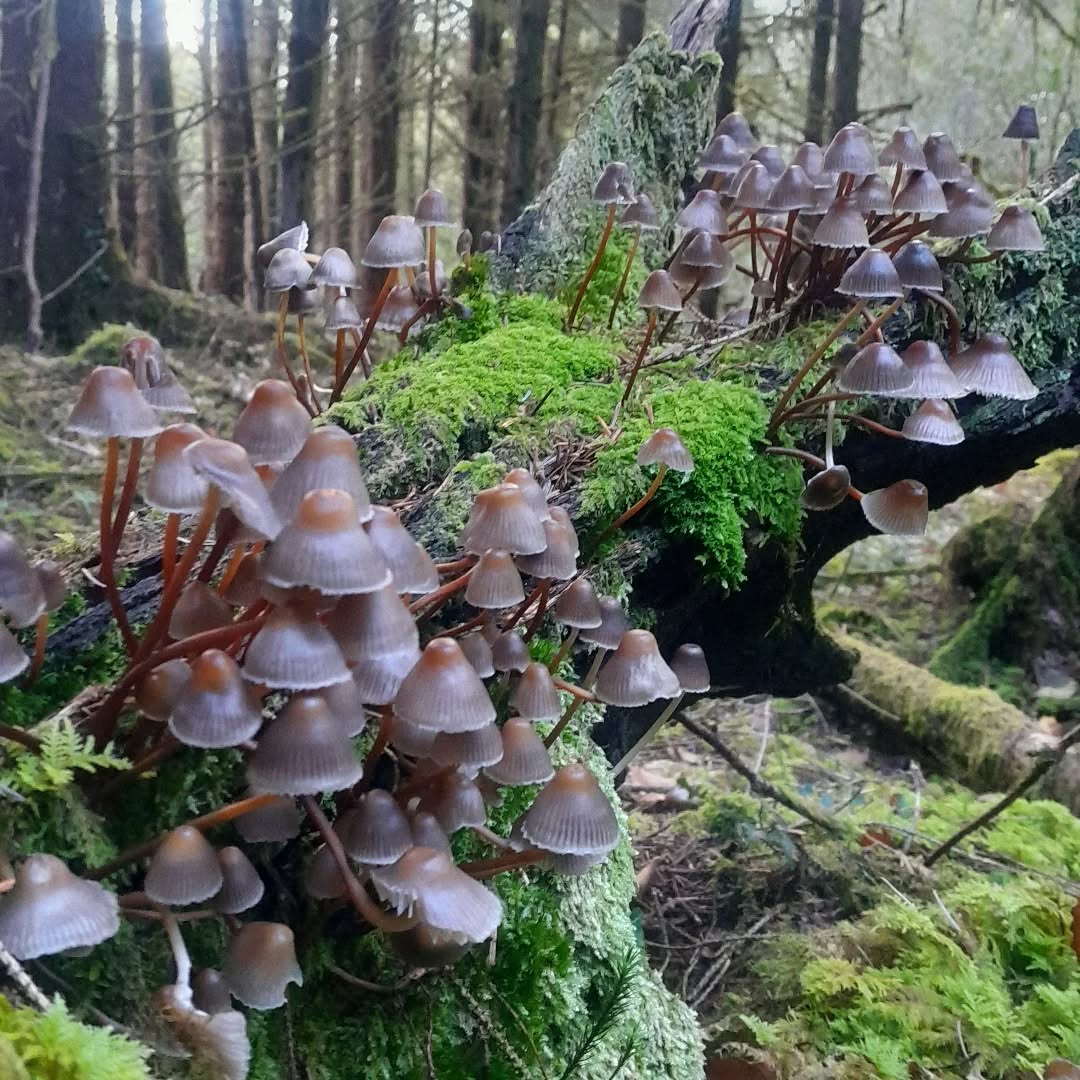 Fungi Day at Coed Talylan