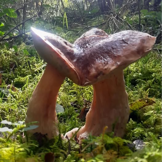 “Kinoko” – Children of the Trees: What Fungi Teach Us About Interconnection