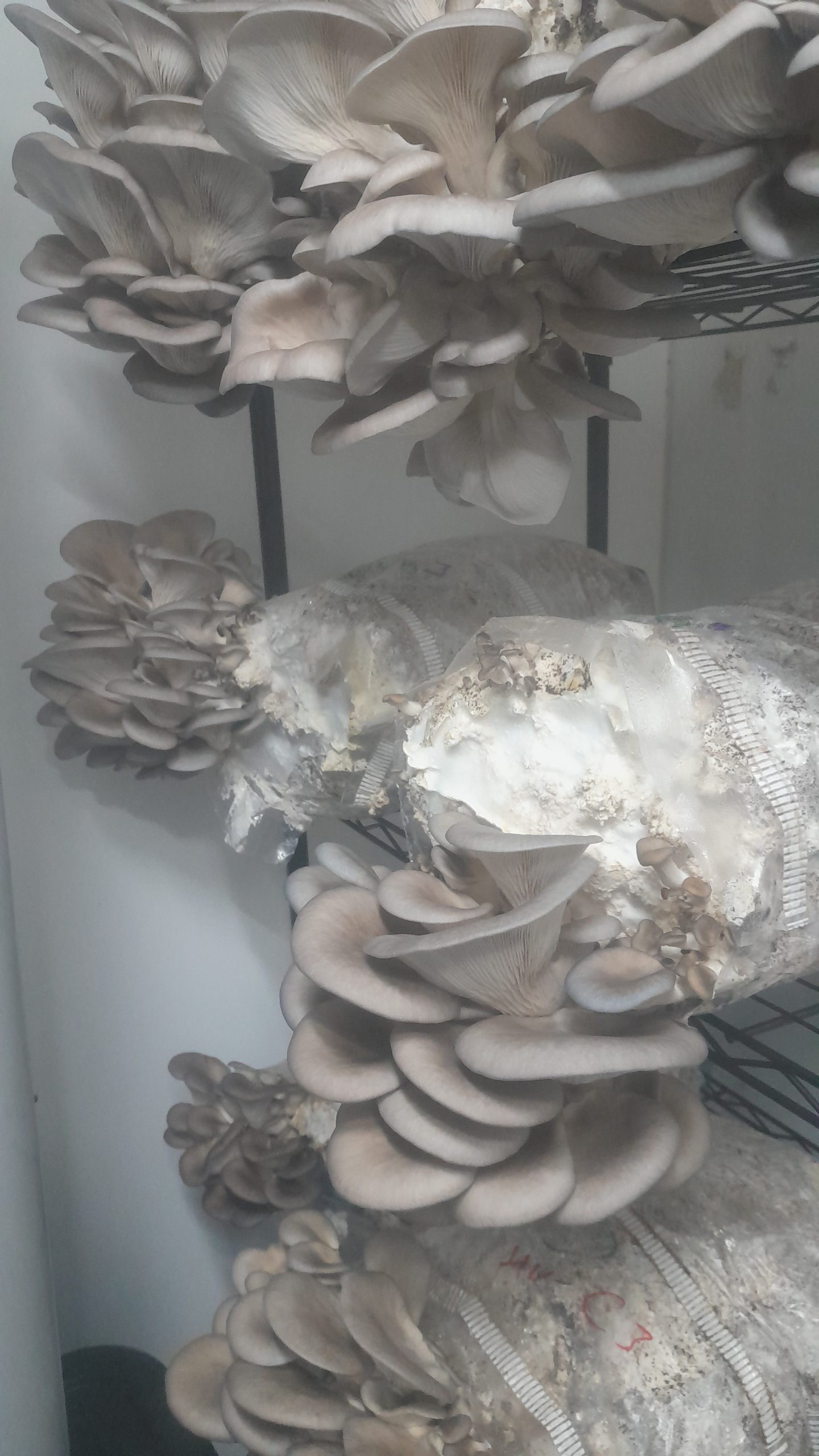 Spent Coffee Grounds Pellets – Substrate Trials