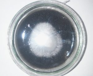 Pleurotus Ostreatus strain M2191 cultured on a mix MEA with 15% SCG pellets